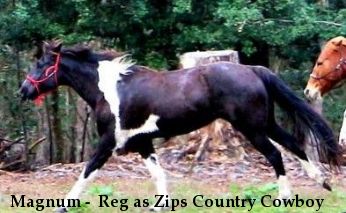 Magnum -  Reg as Zips Country Cowboy